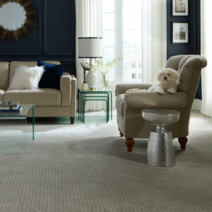 Puppy on couch | CarpetsPlus COLORTILE & Wholesale Flooring