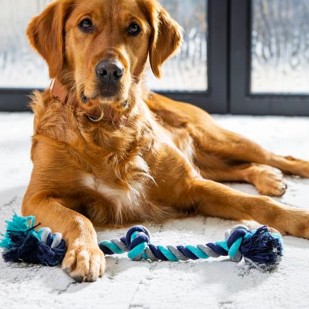 Dog siting on carpet | CarpetsPlus COLORTILE & Wholesale Flooring