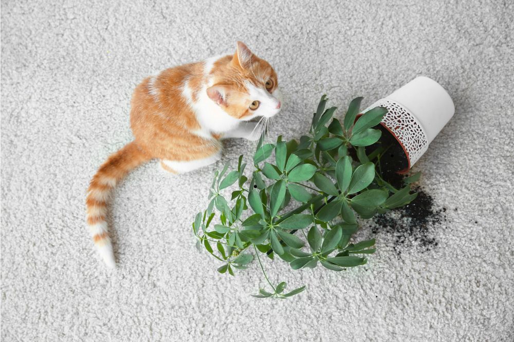 Carpet Dirt | CarpetsPlus COLORTILE & Wholesale Flooring